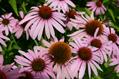 Echinacea angustifolia